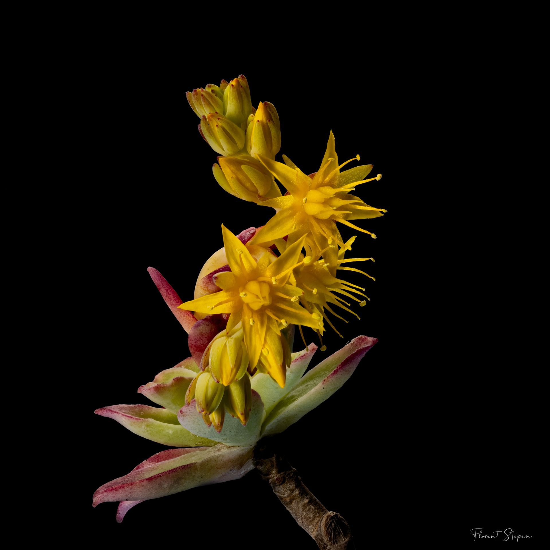 Focus stacking d'une floraison de frangipanier Focus stacking d'une floraison de frangipanier