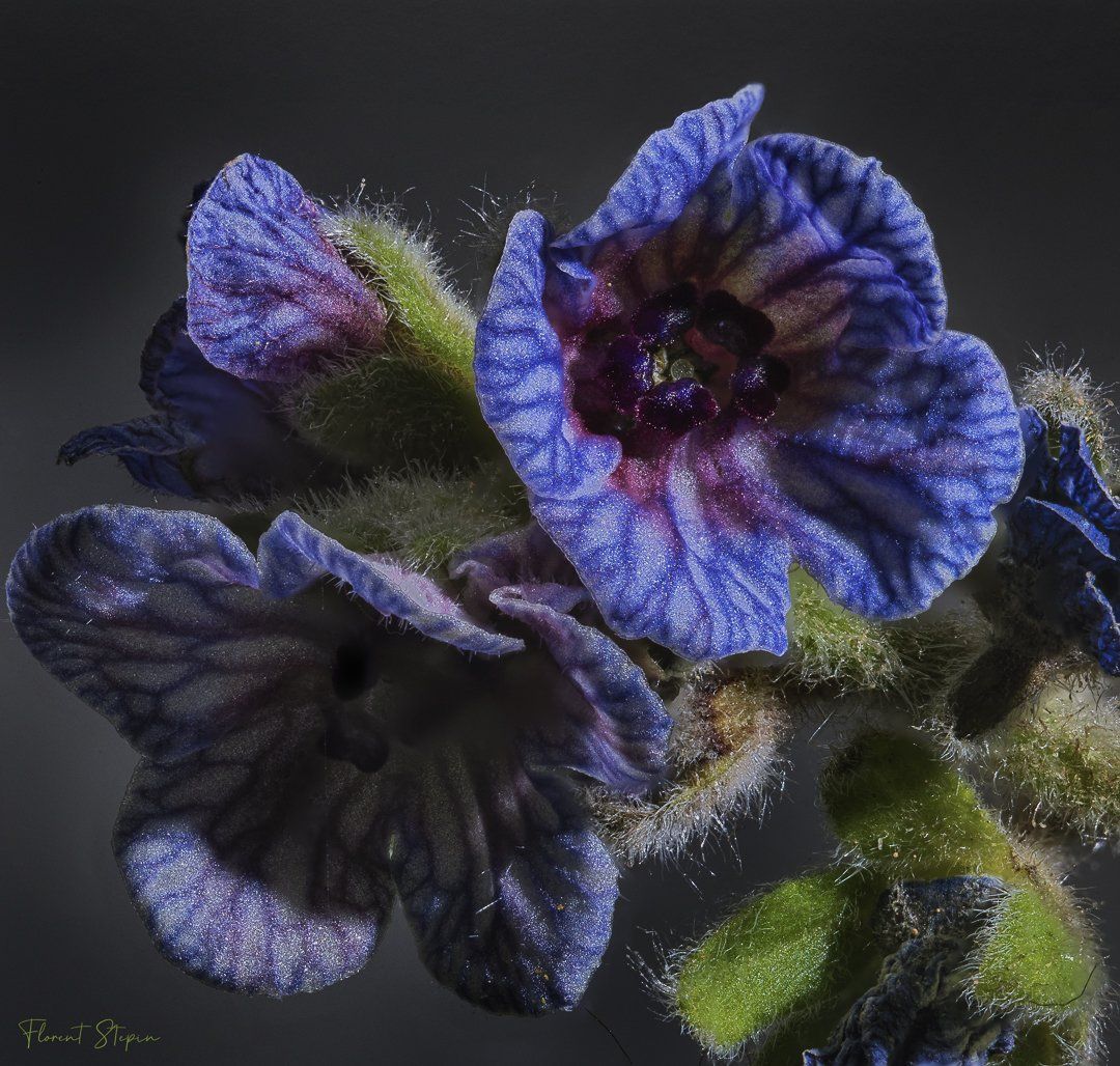 Fleurs de cynoglosse de Crète, Algarve, Portugal.