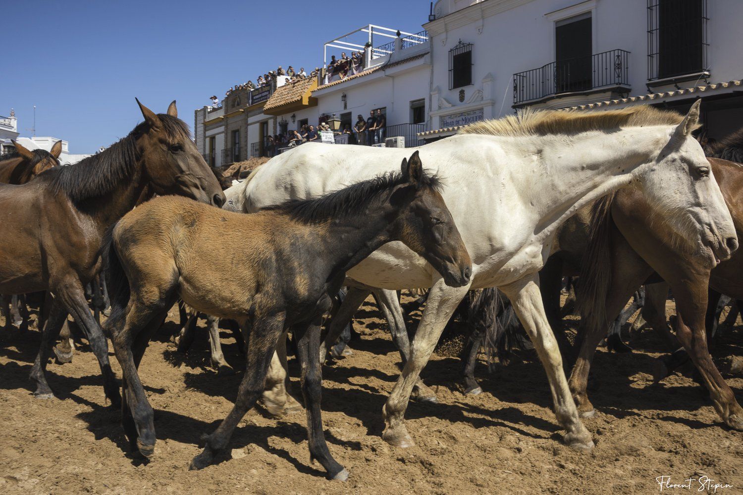 La saca de Las yeguas, El Rocio, Andalousie 2022