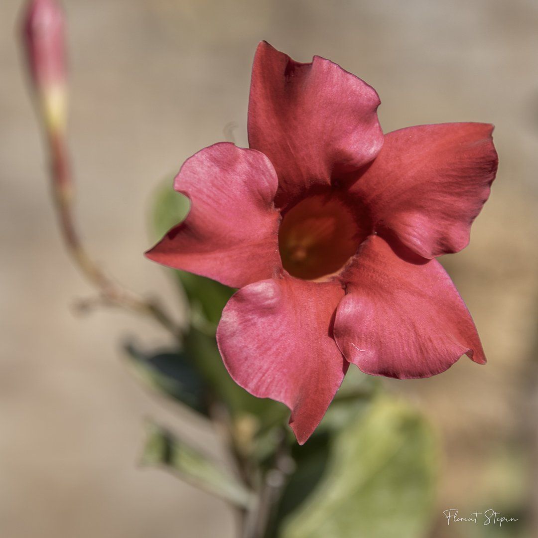 Fleur Dipladenia, Algarve, Portugal.