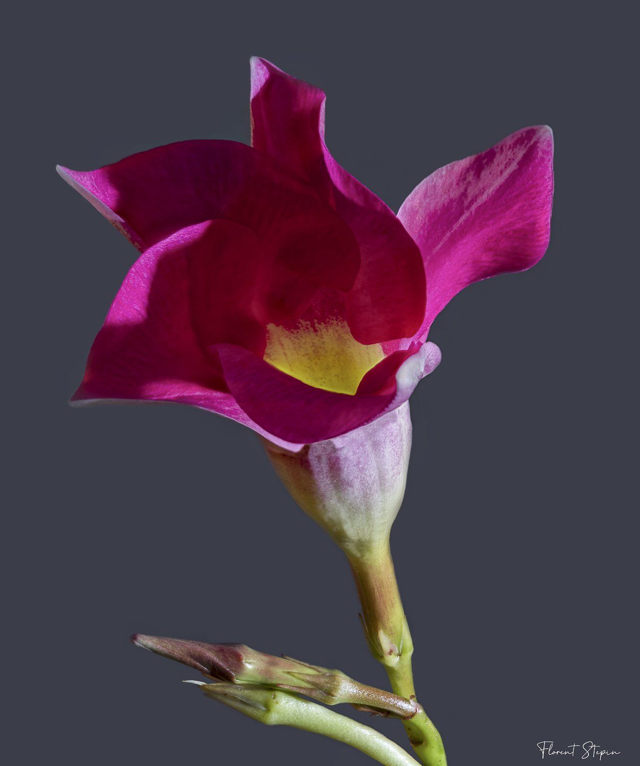 Fleur de dipladenia,Algarve, Portugal