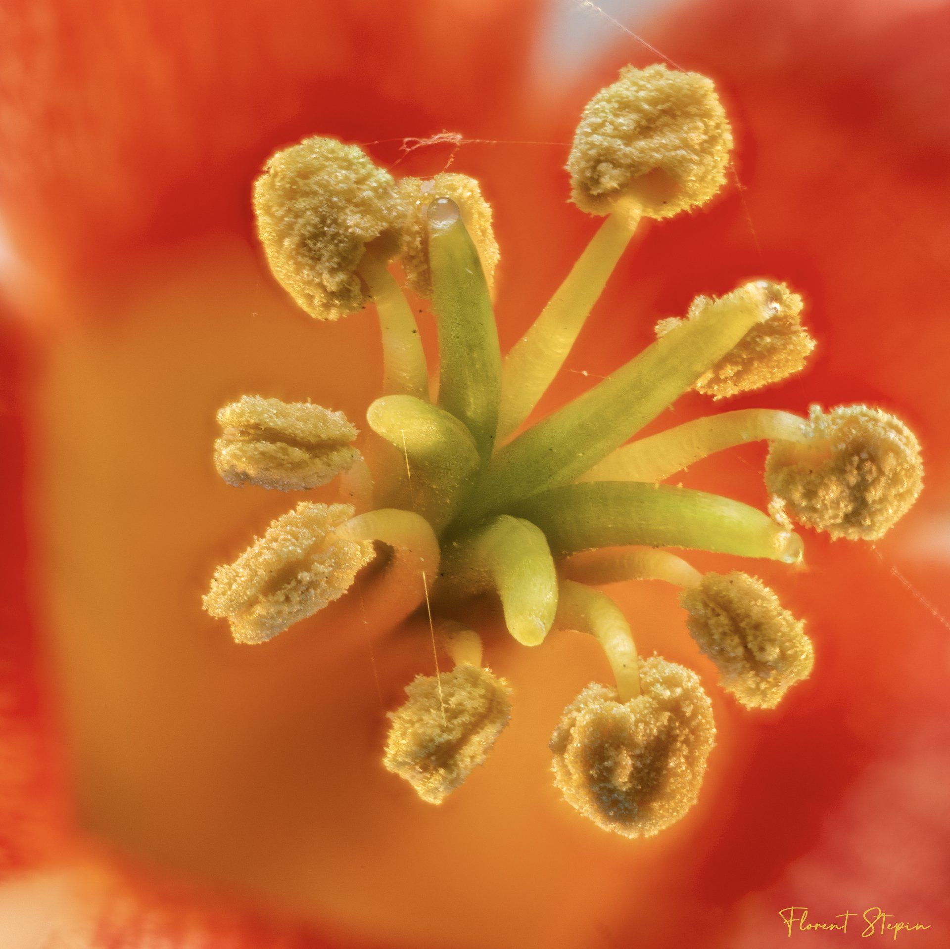 Coeur de nombril de Venus, Algarve, Portugal.