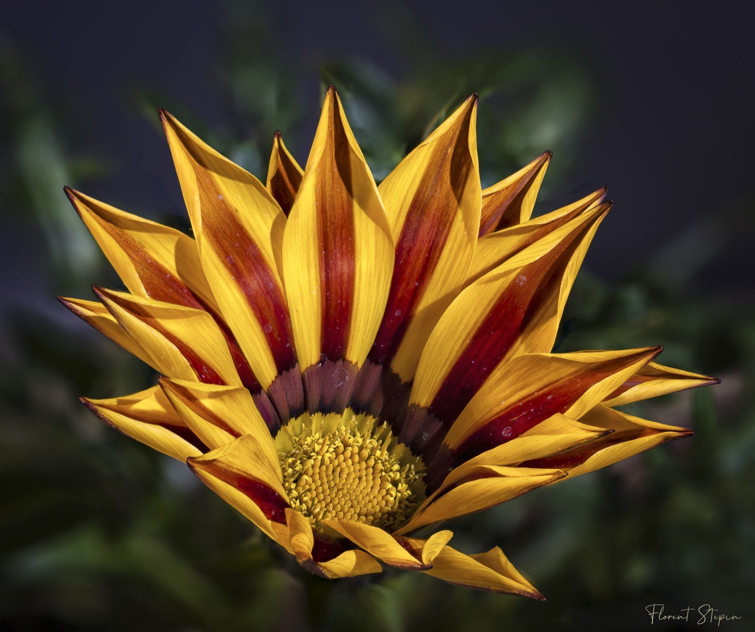 Fleur de Gazania, Algarve, Portugal