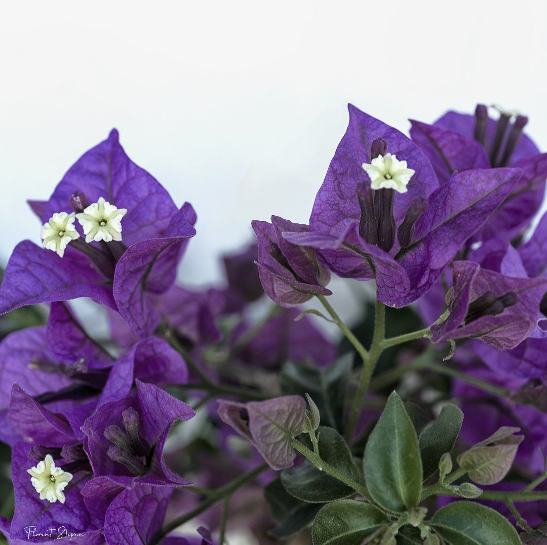 Fleurs de Bougainvillier, Algarve, Portugal.