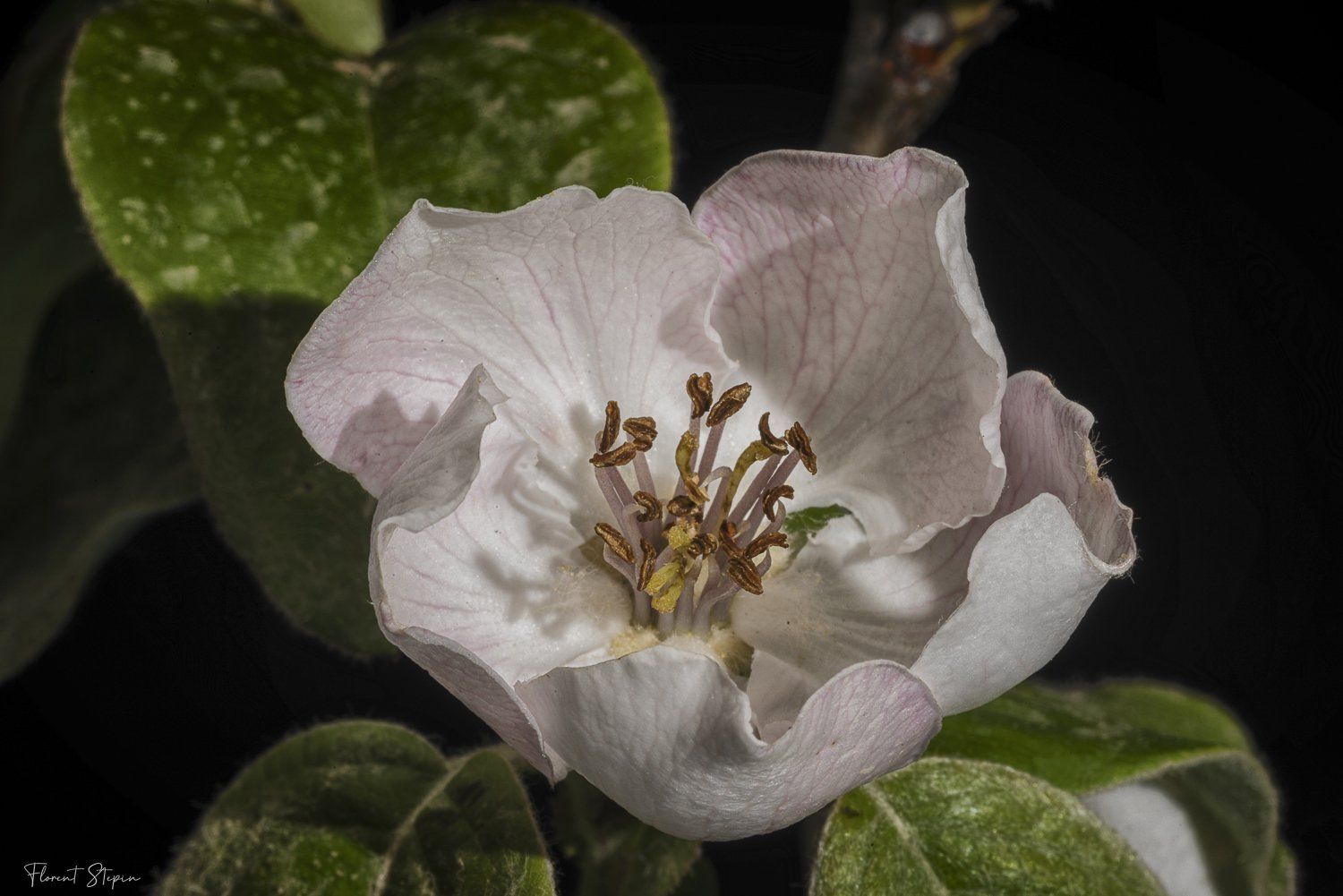 Fleur de cognassier,Algarve, Portugal