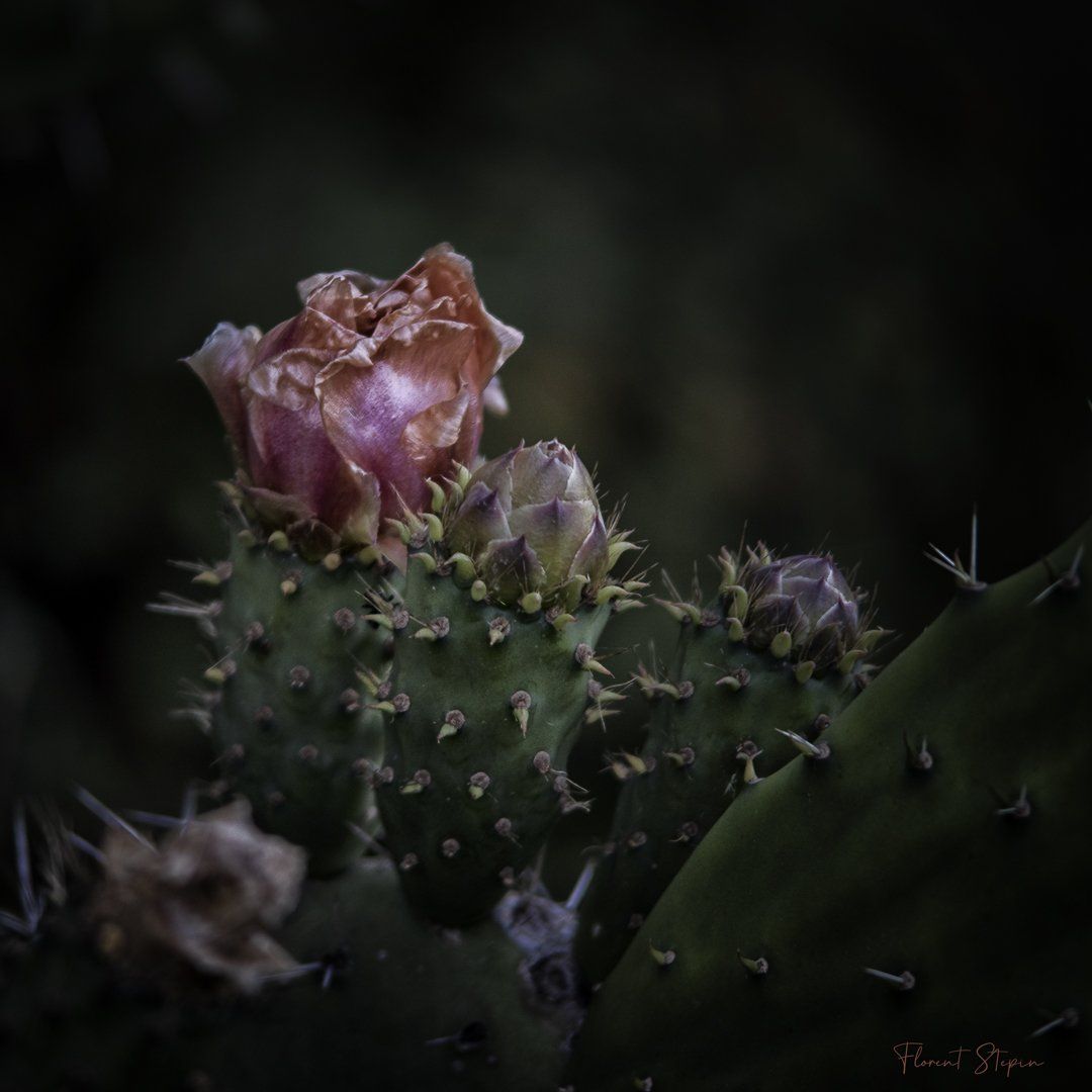 Fleurs de figuier de Barbarie, Algarve, Portugal.