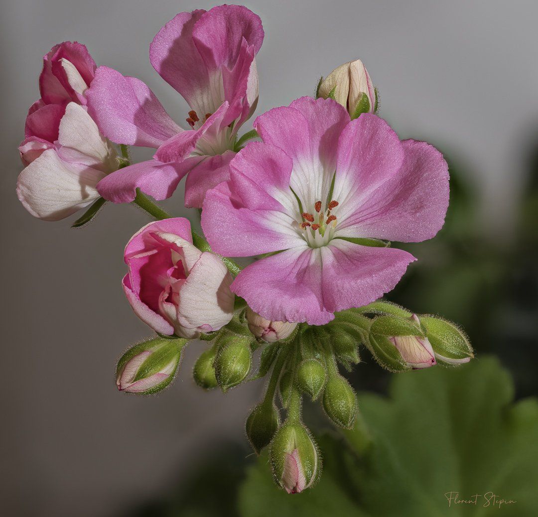 Fleurs de géranium, Algarve, Portugal.