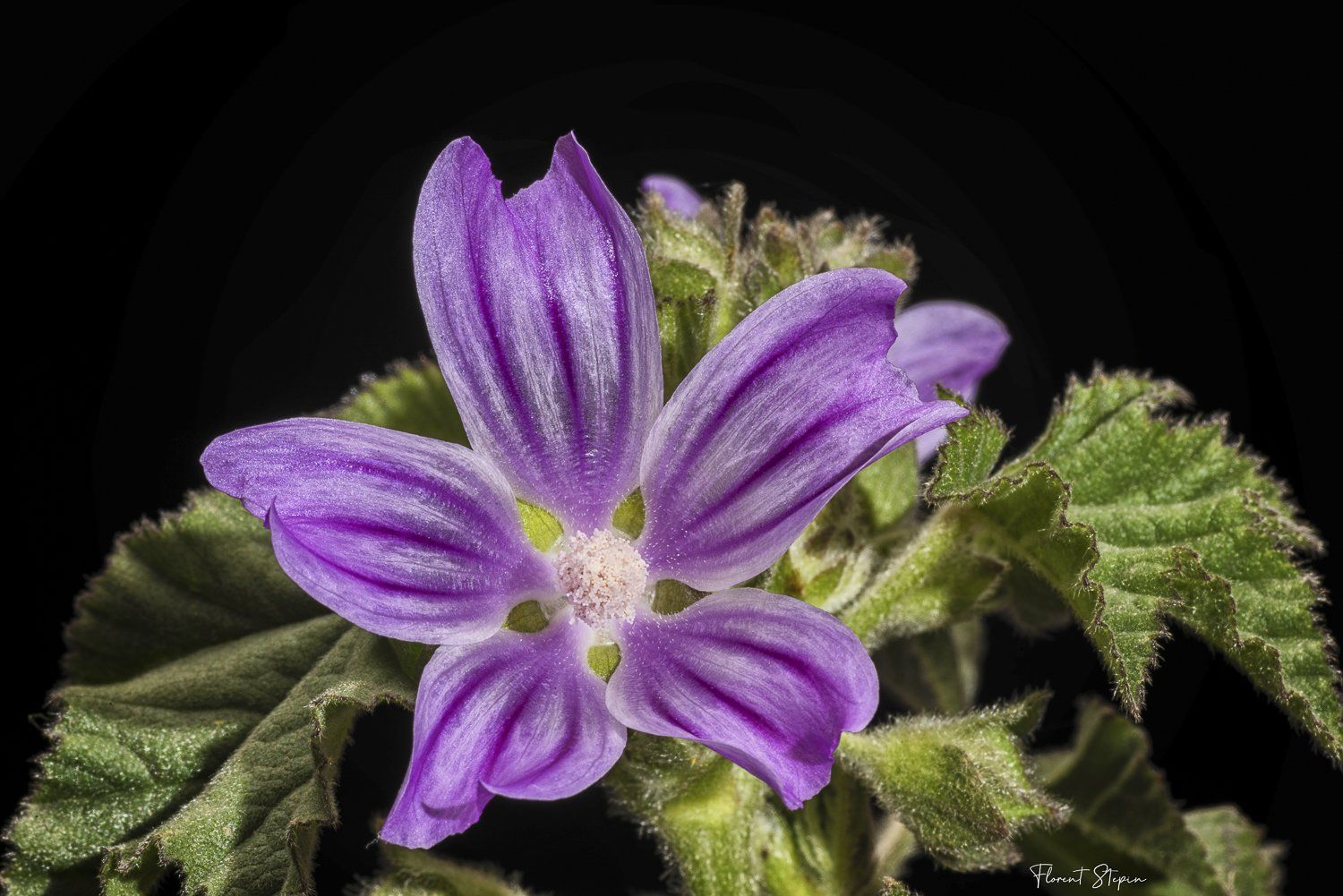 Fleur de lavatère de Crète,Algarve, Portugal