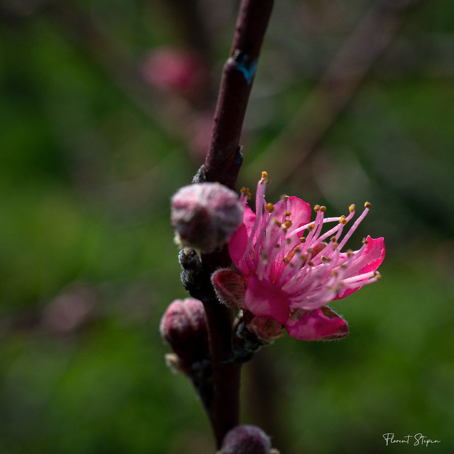 Fleur de pêcher, Algarve, Portugal.
