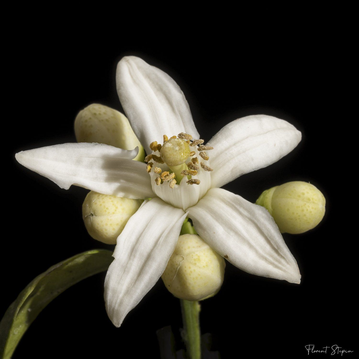 Fleur de pamplemoussier,Algarve, Portugal