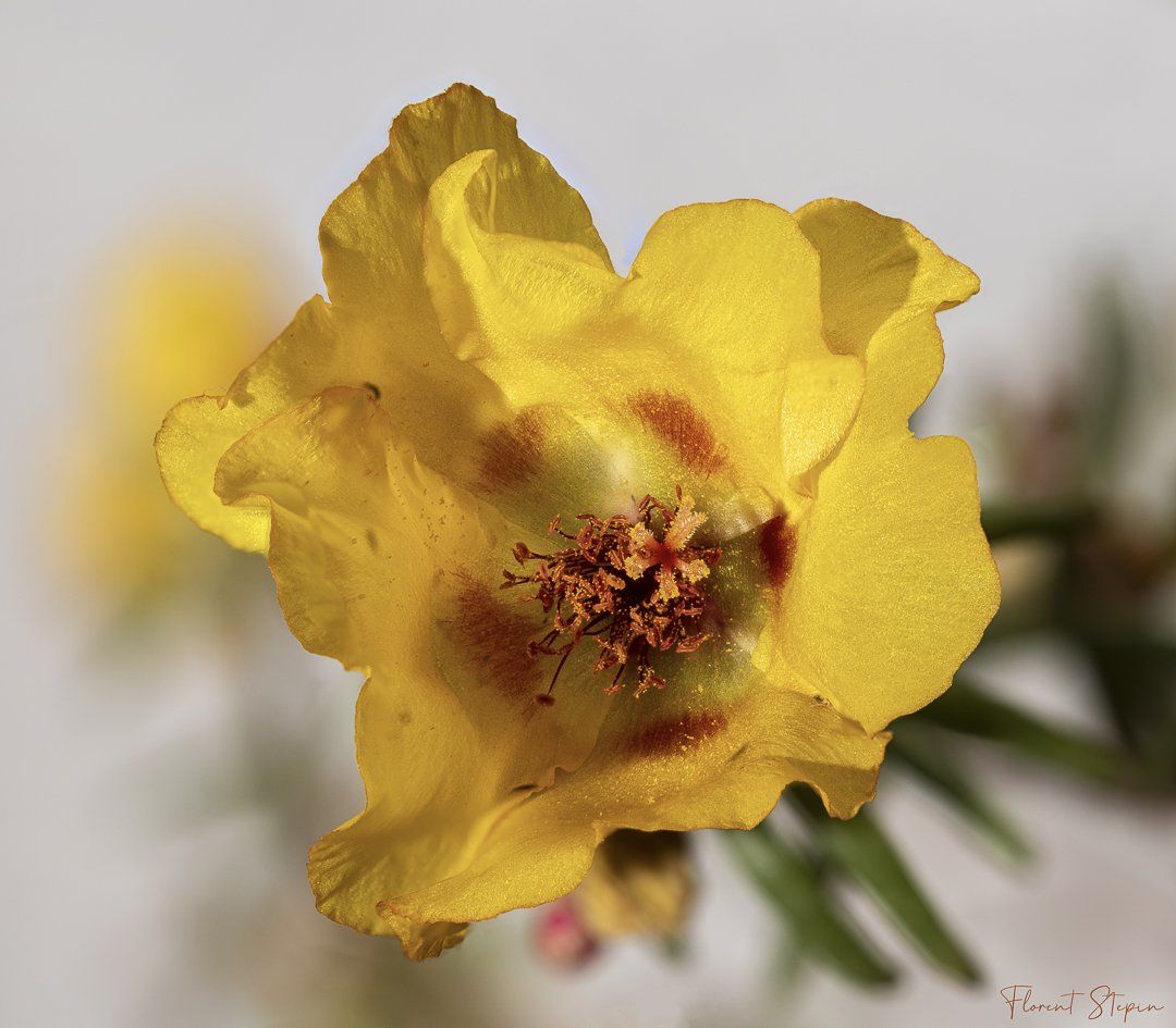 Fleur pourpier, Algarve, Portugal.