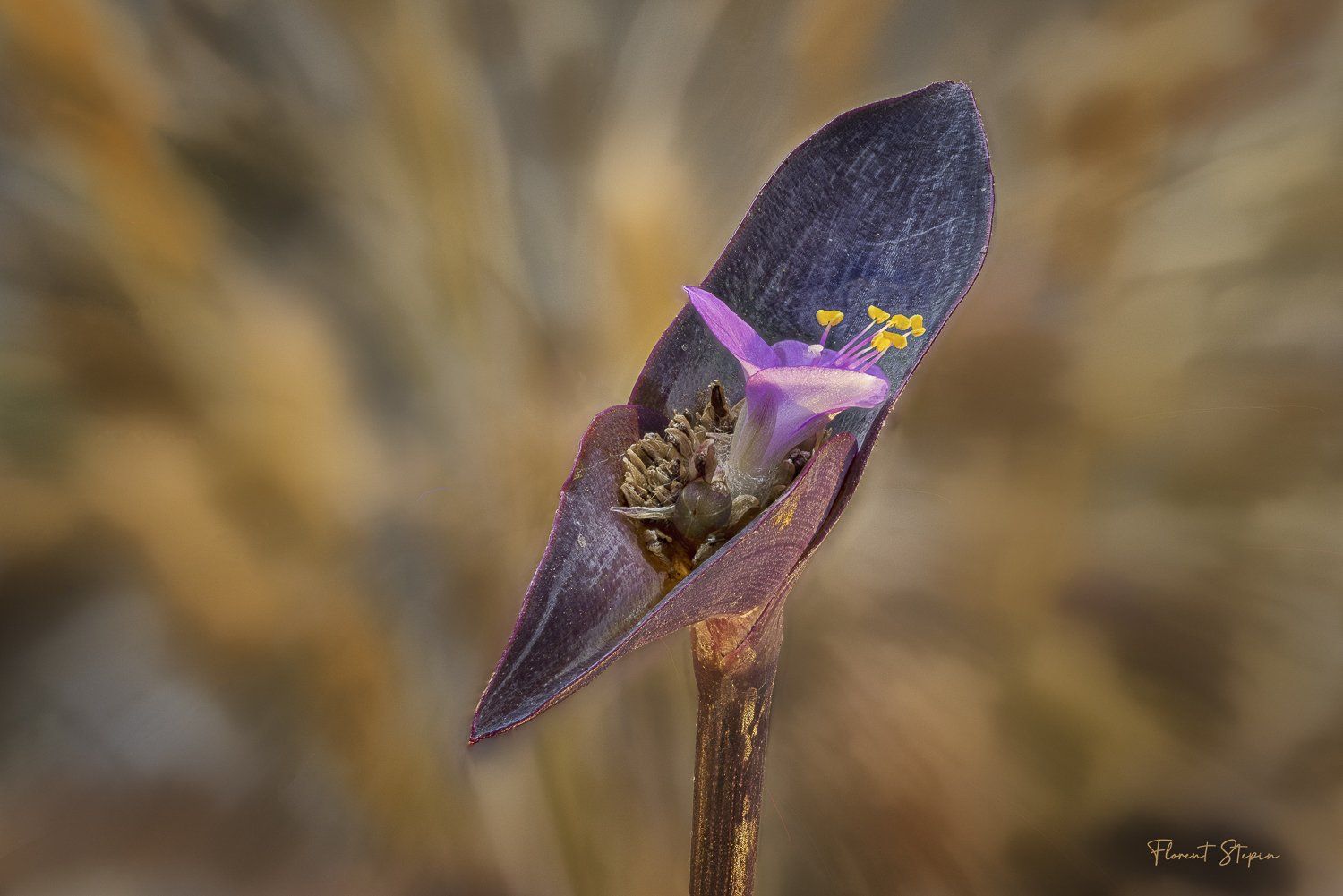 Fleurs de misère pourpre Algarve Portugal