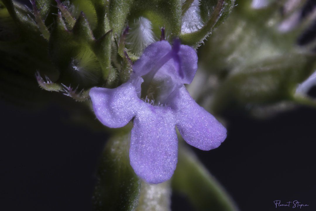 Fleur de thym citronné, Algarve, Portugal.