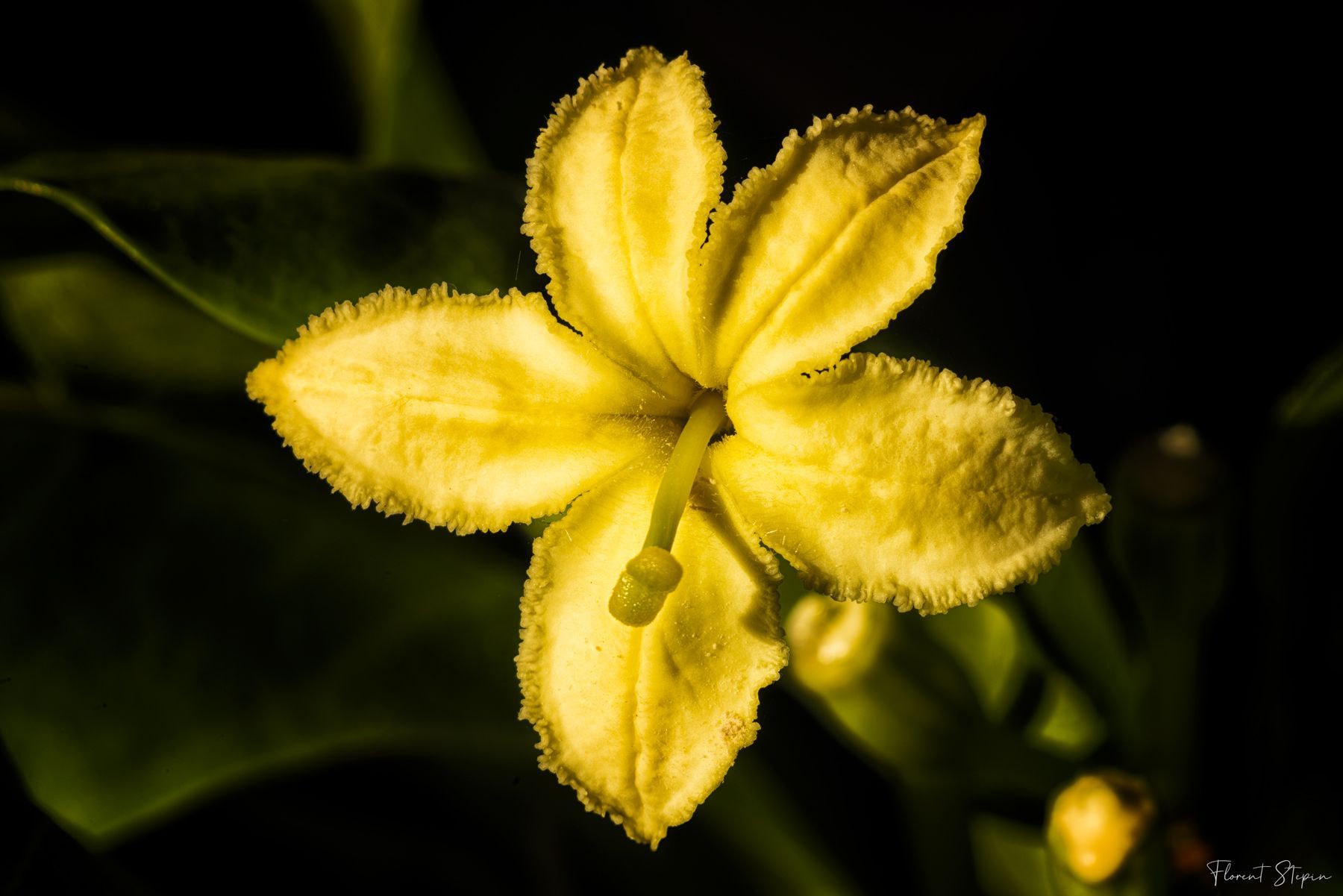 Fleur de palmier d'Hawaï,Algarve, Portugal