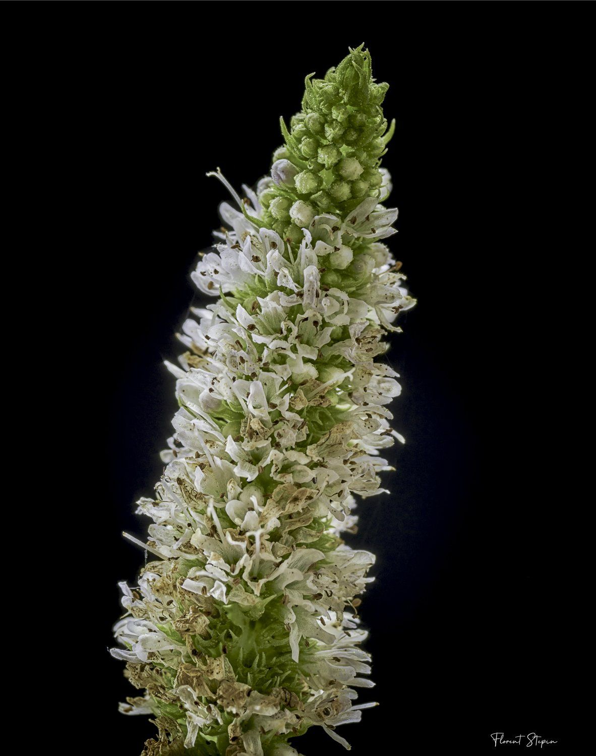 Fleurs de menthe,Algarve, Portugal