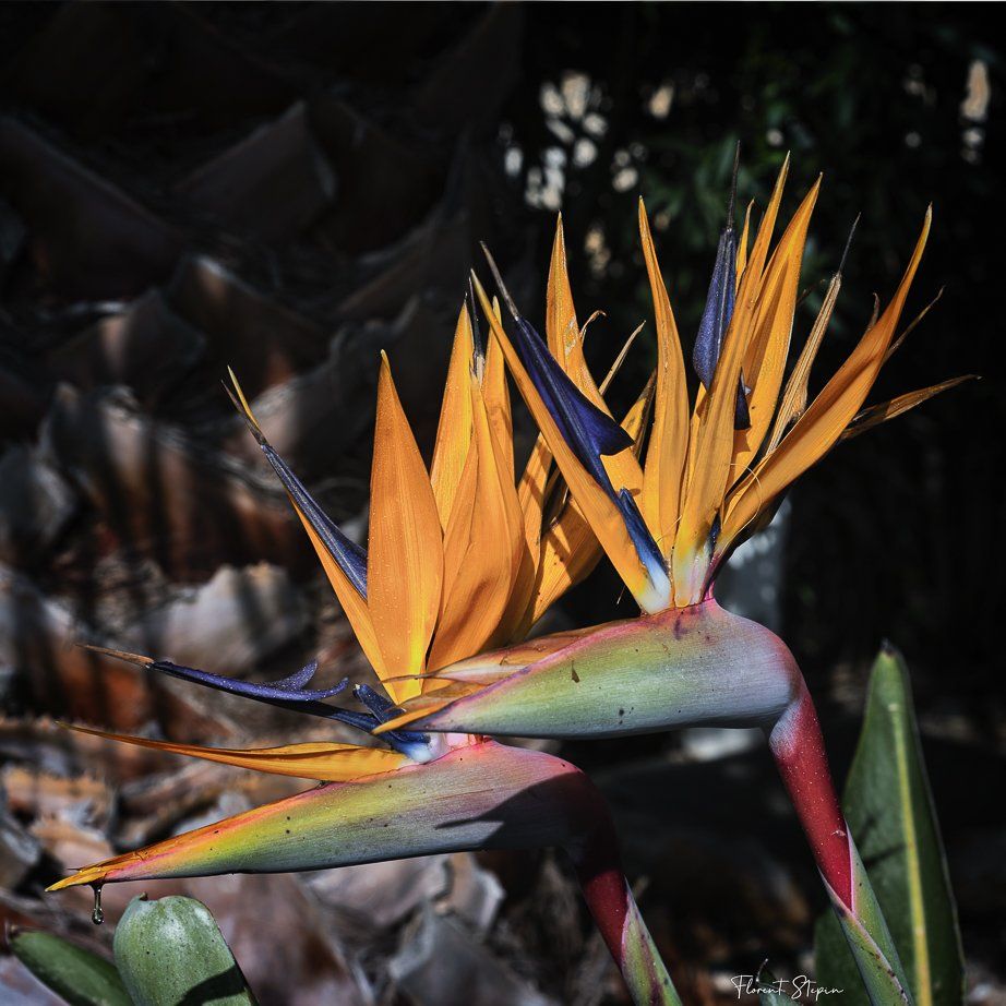 Oiseaux de paradis, Algarve, Portugal.