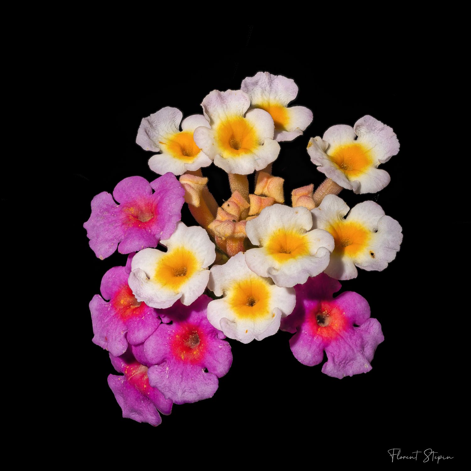 Fleurs de lantana verveine,Algarve, Portugal