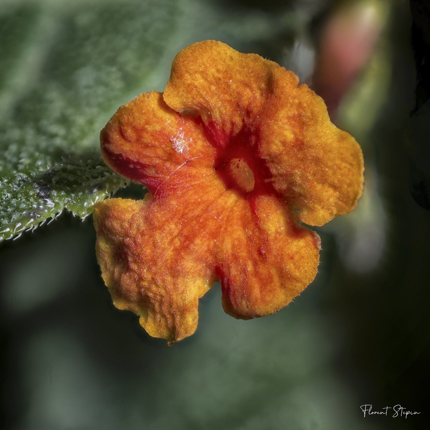 Fleur de Lantana,Algarve, Portugal