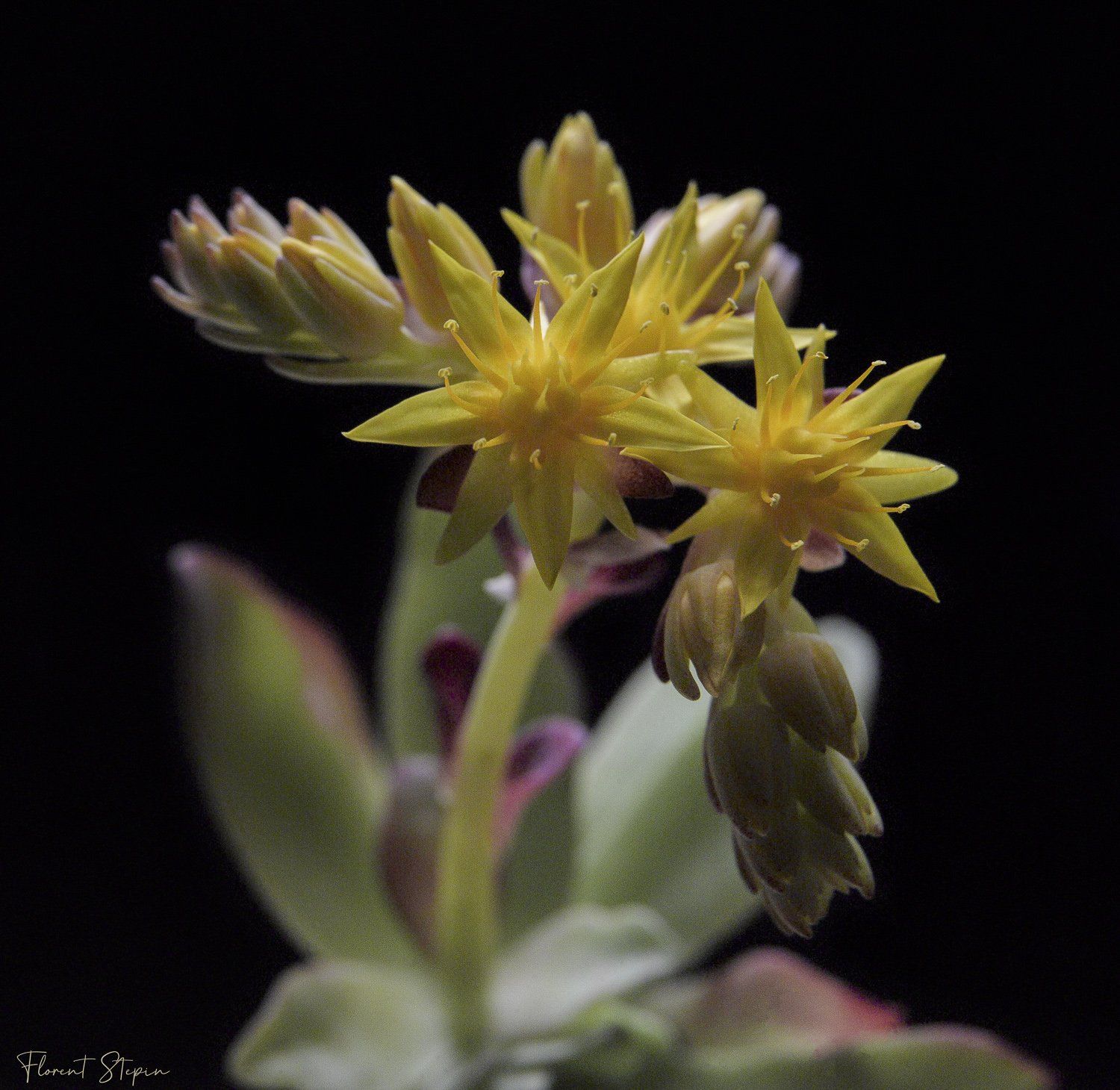 Fleurs d'echevaria, Algarve, Portugal