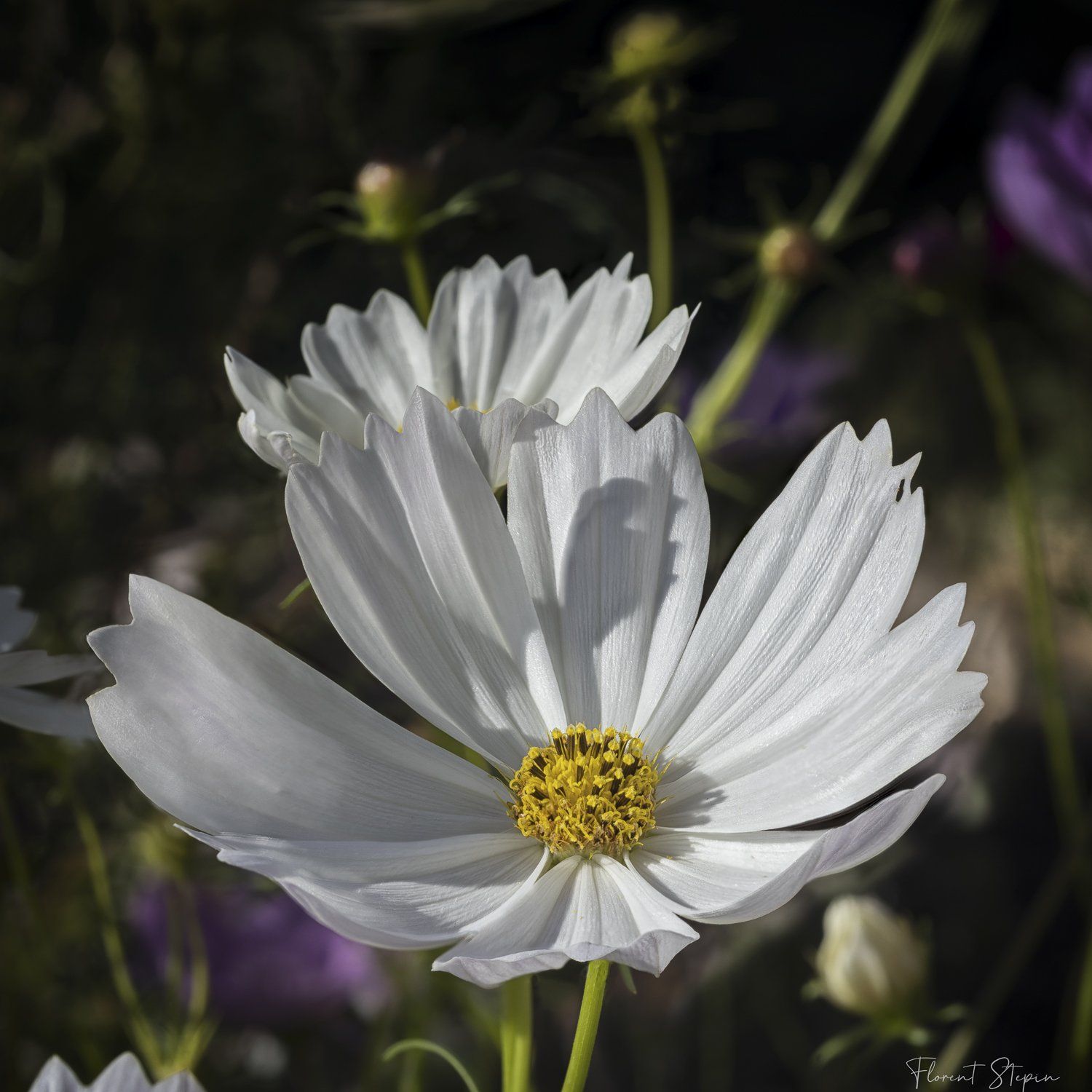Fleur de Cosmos,Algarve, Portugal