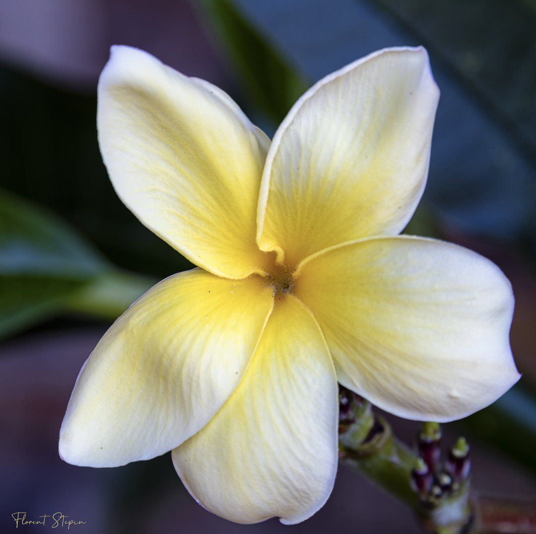 Fleur de frangipanier, Algarve, Portugal.