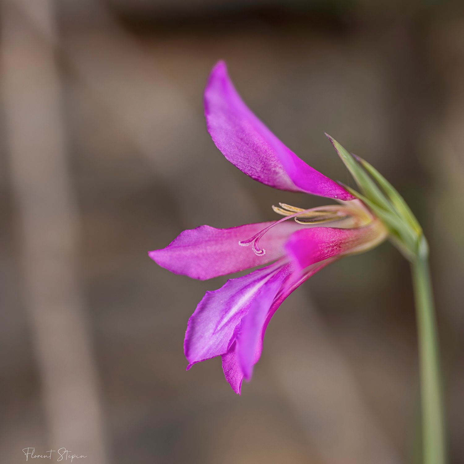 Glaieul sauvage d'Italie,Algarve, Portugal