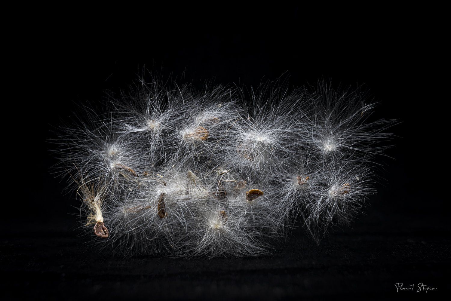 Graines de cactus étoilé,Algarve, Portugal