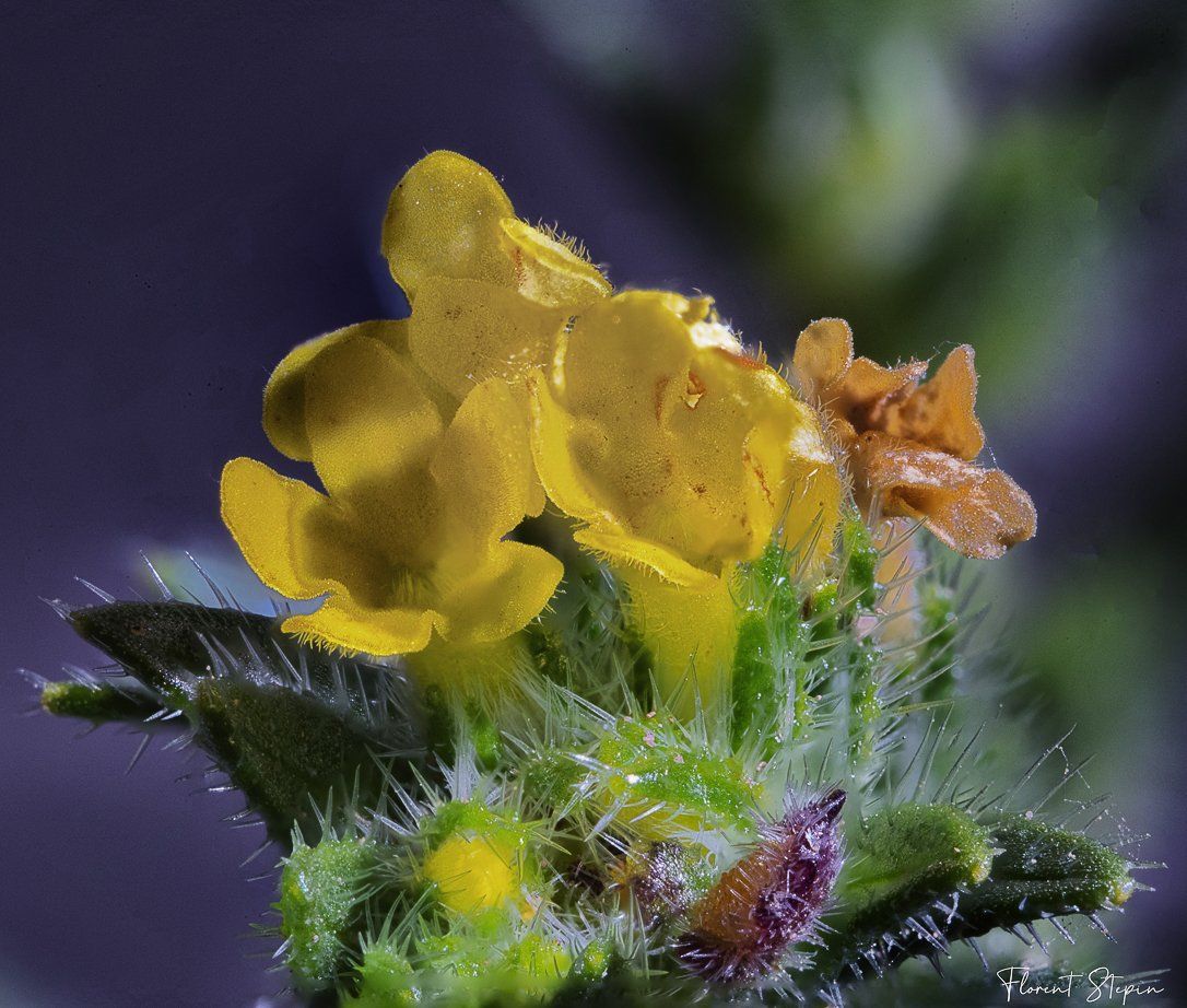 gremil des pouille, Algarve, Portugal.