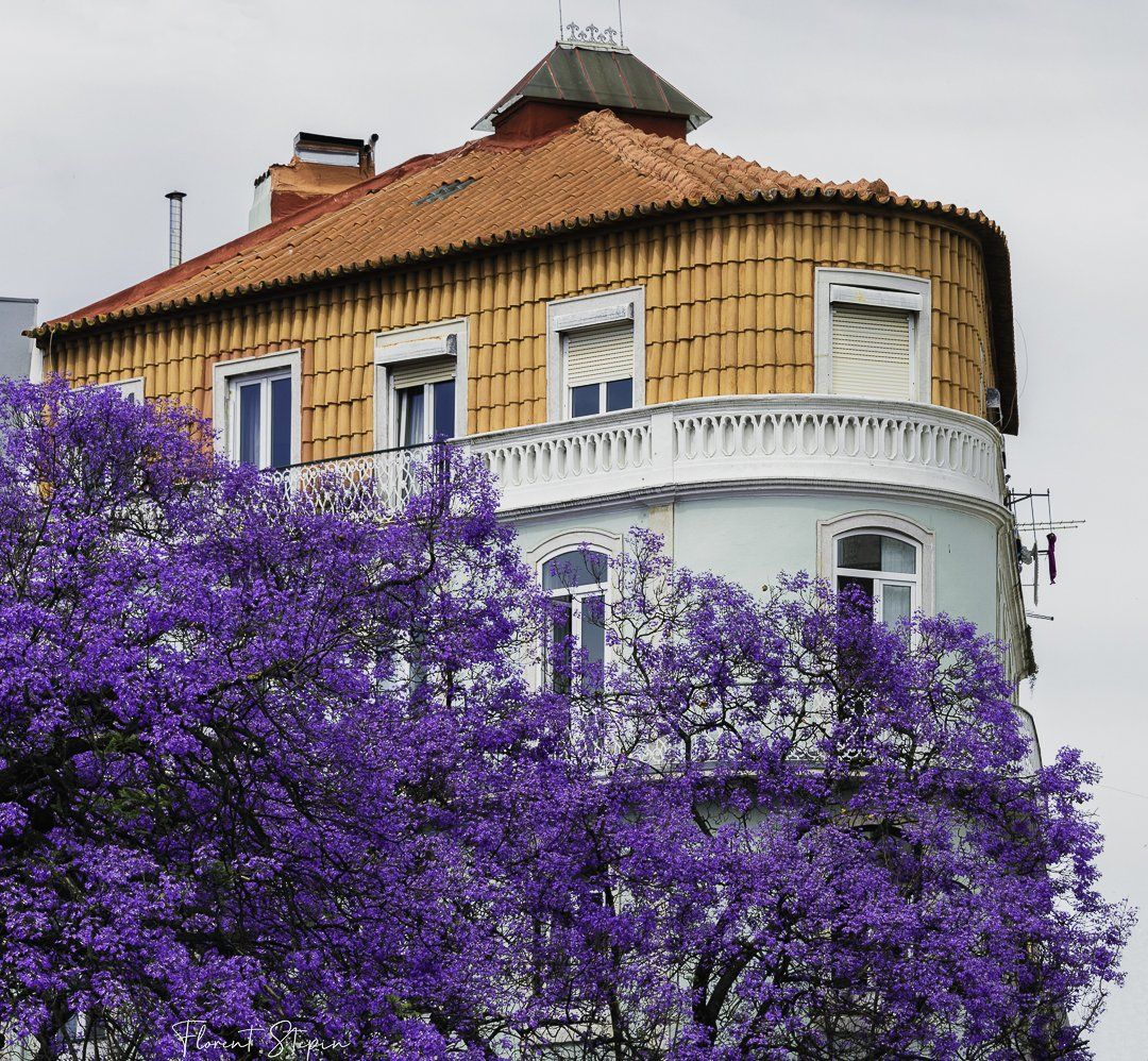 Jacarandas Av. Dom Carlos I, Lisbonne