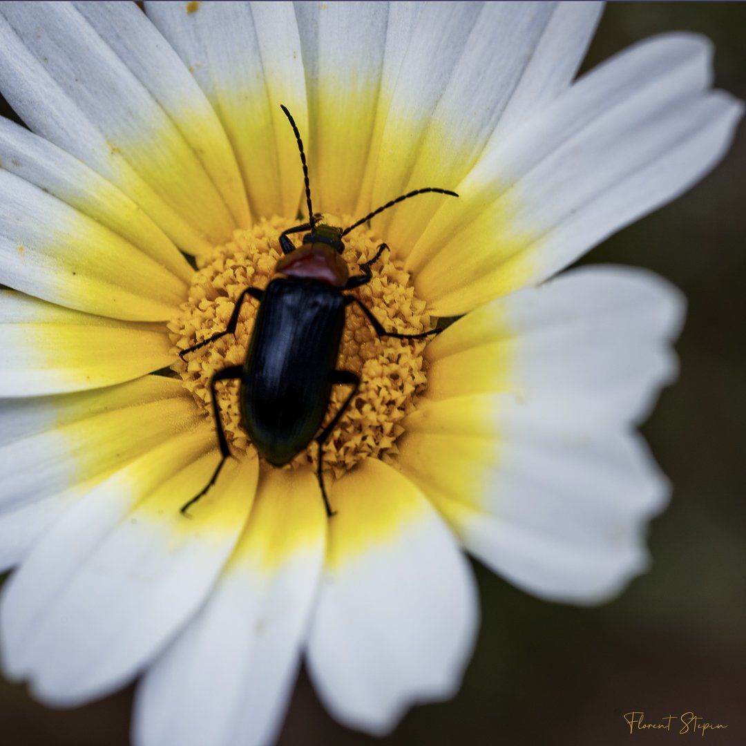 Hanneton sur  Margueritte, Algarve, Portugal.