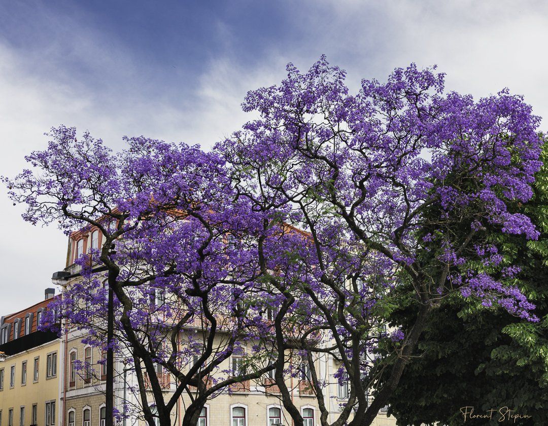 Jacarandas Av. Dom Carlos I, Lisbonne