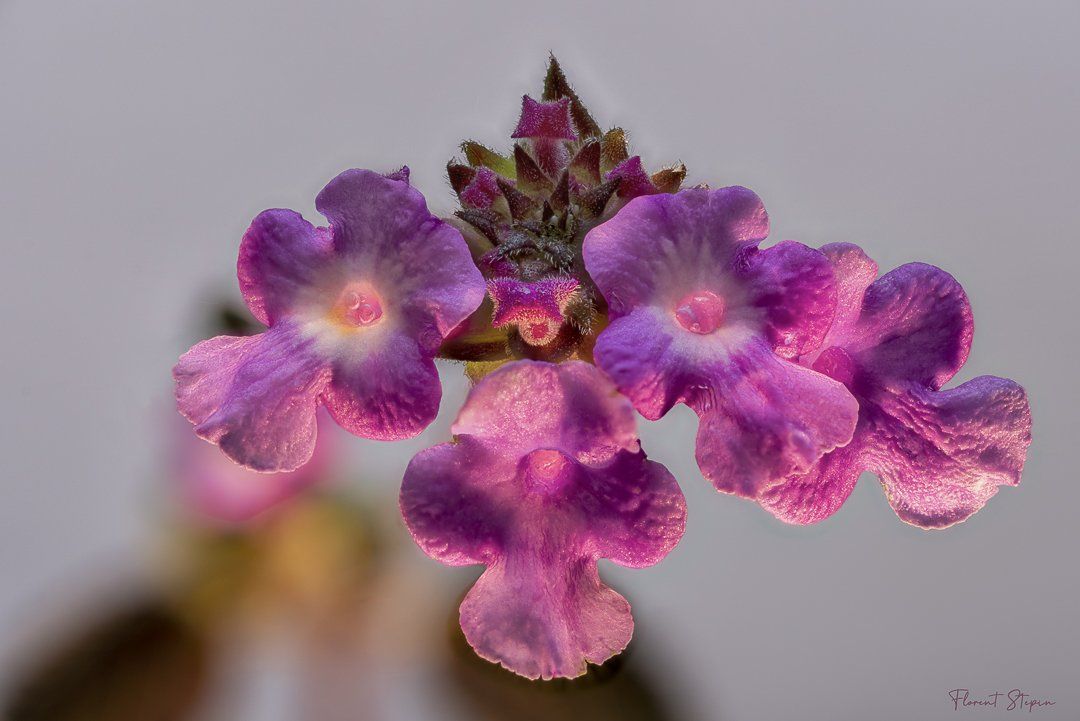 Fleur de lantana violet, Algarve, Portugal.