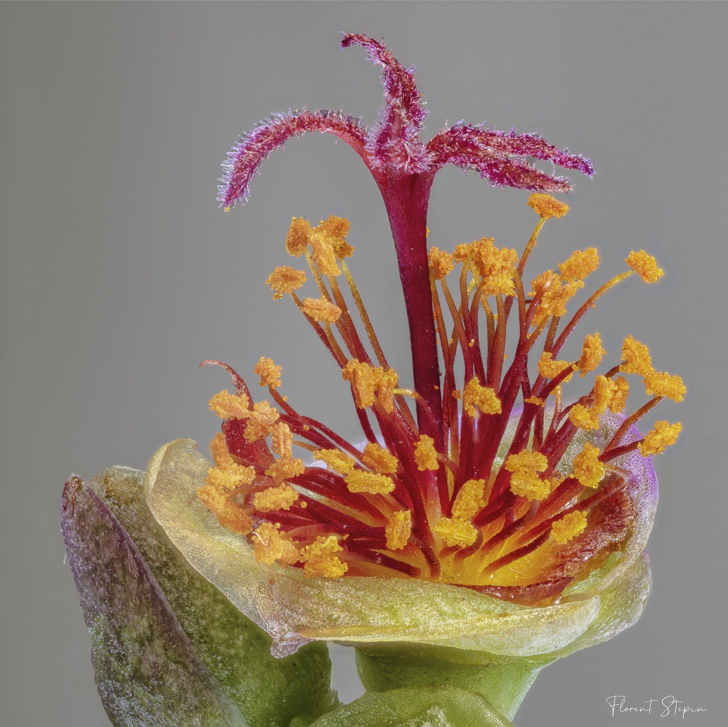 Fleur crassula,Algarve, Portugal