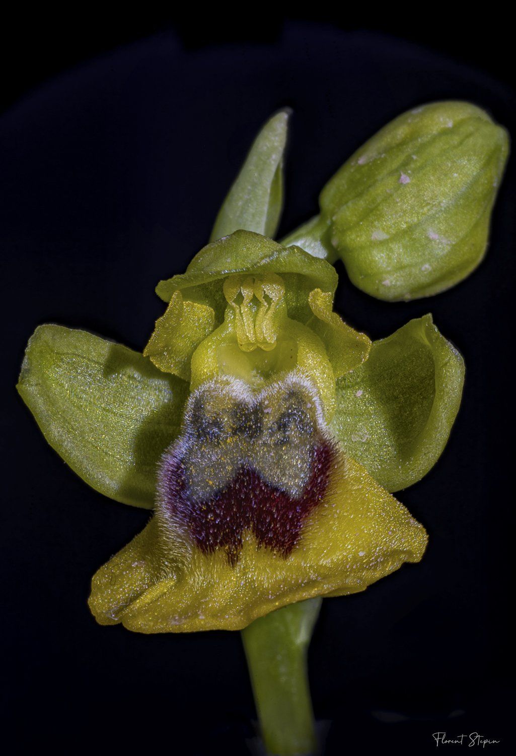 Fleur d'optis lutea,Algarve, Portugal