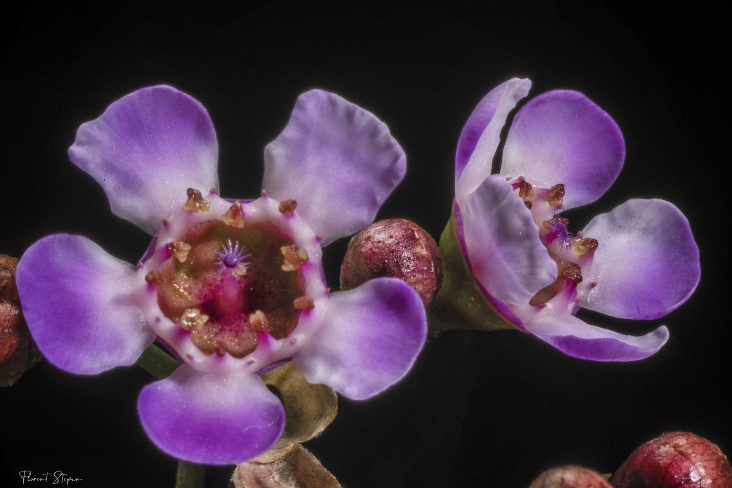 Fleur de cire, Algarve, Portugal.