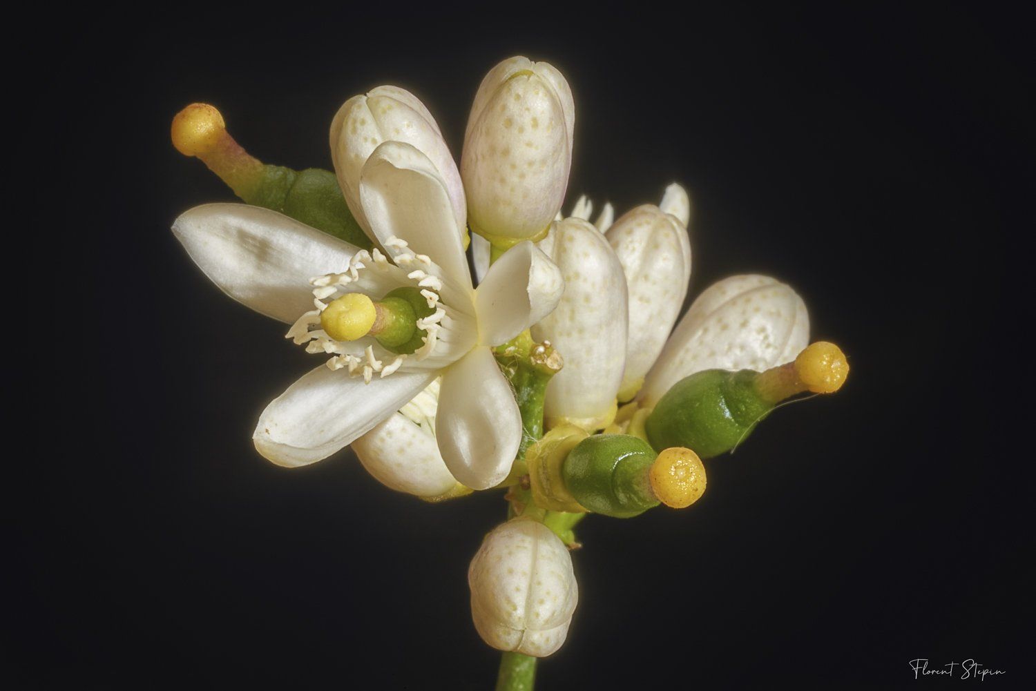 Fleurs citronnier,Algarve, Portugal