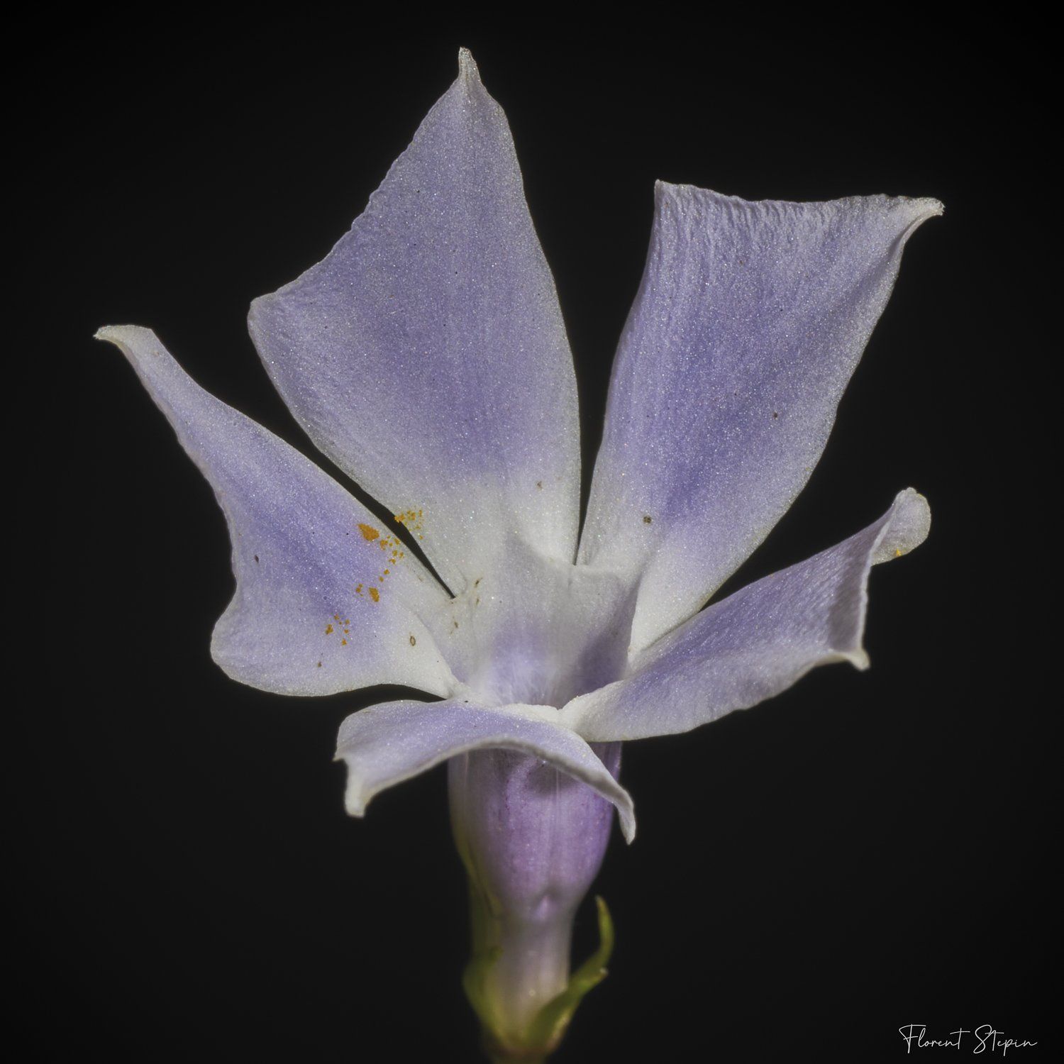fleur de pervenche,Algarve, Portugal