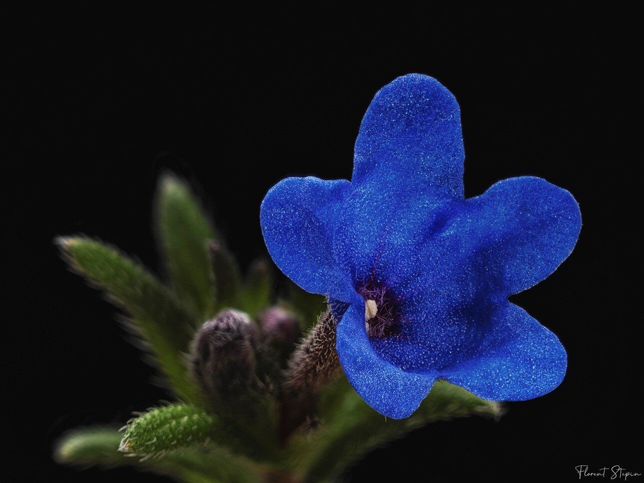 fleur de grémil pourpre bleu, Algarve, Portugal.