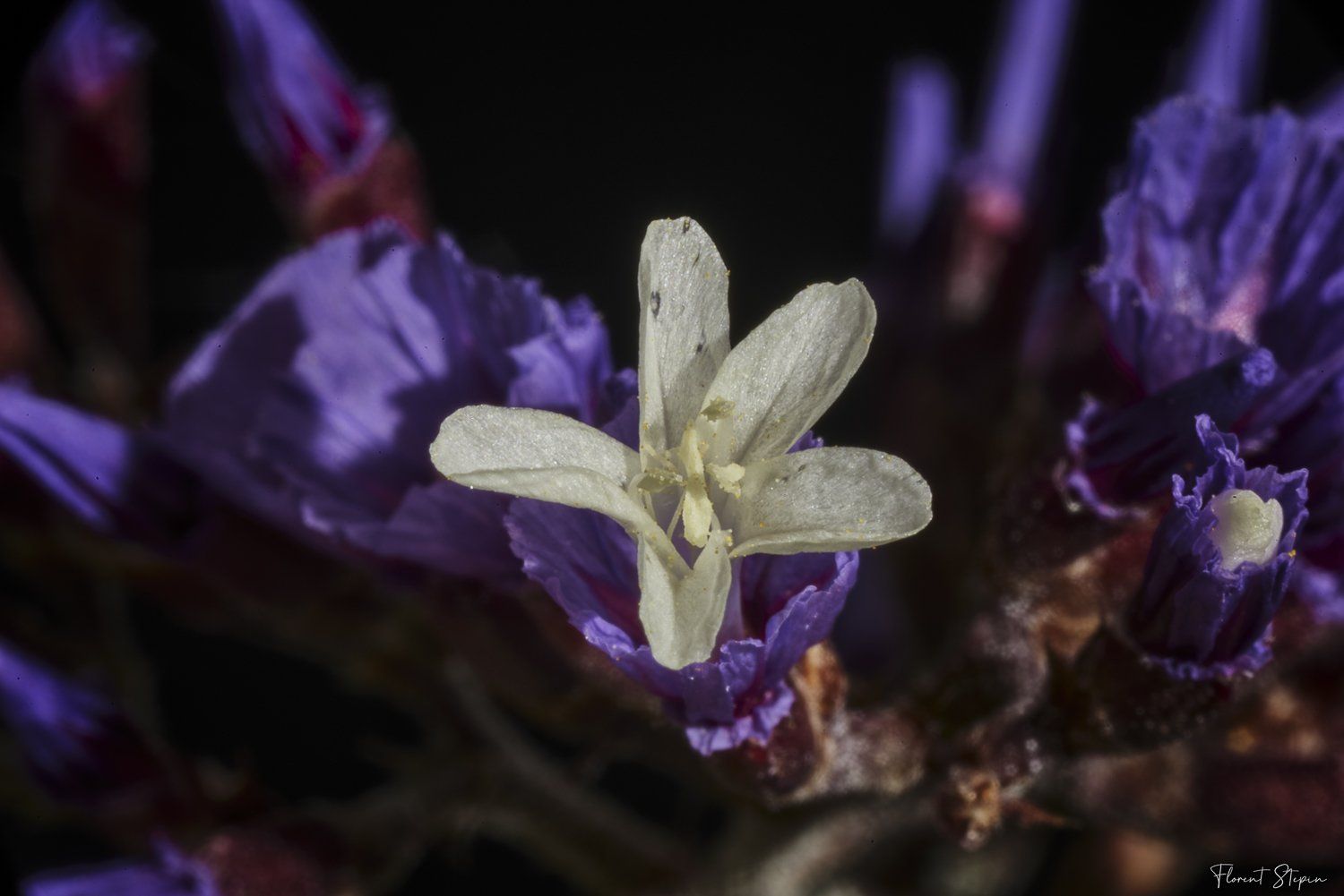 fleur de statice,Algarve, Portugal