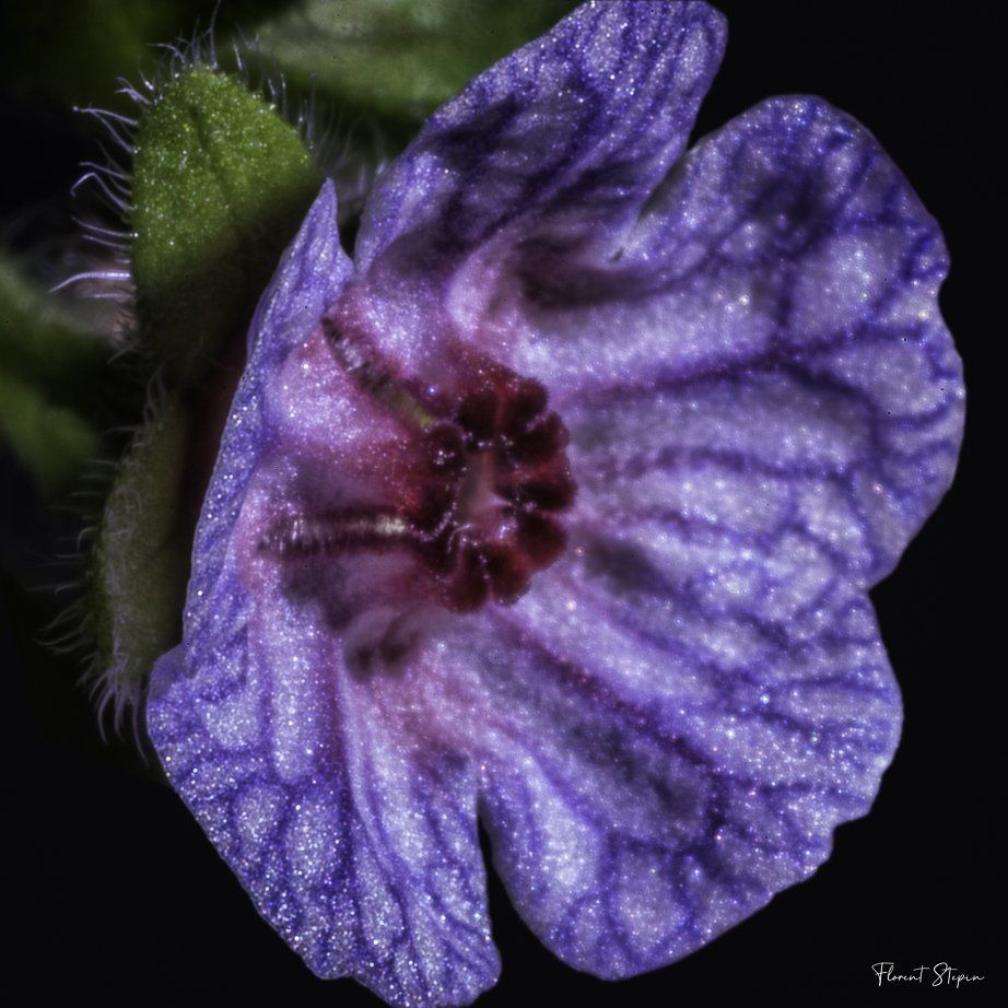 cynoglosse de Crète, Algarve, Portugal.