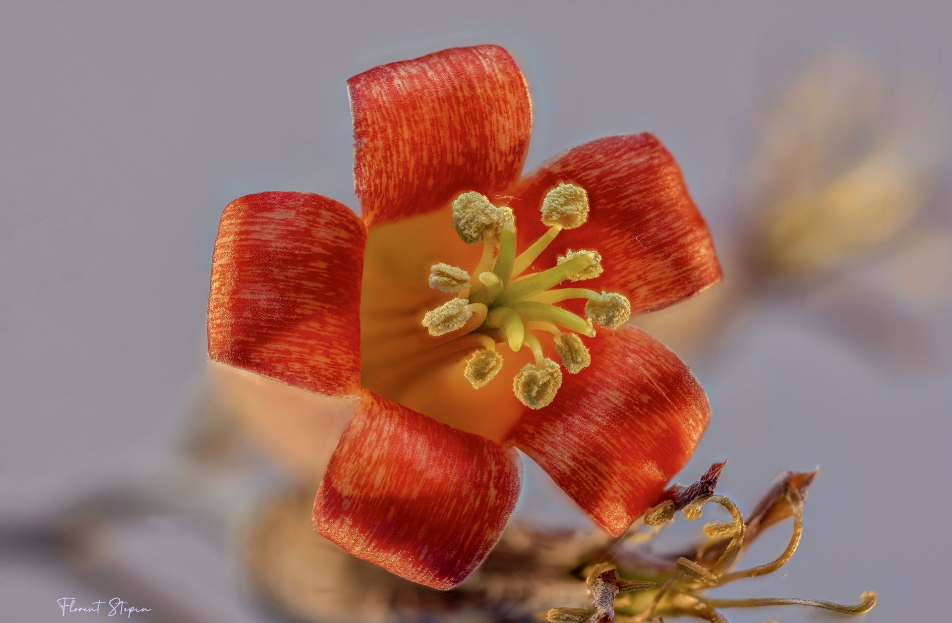 Fleur de nombril de Venus, Algarve, Portugal.