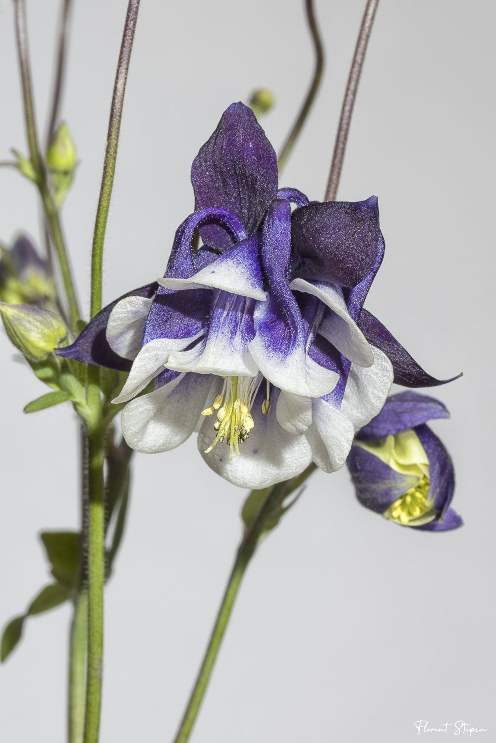 Oncolique des alpes,Algarve, Portugal