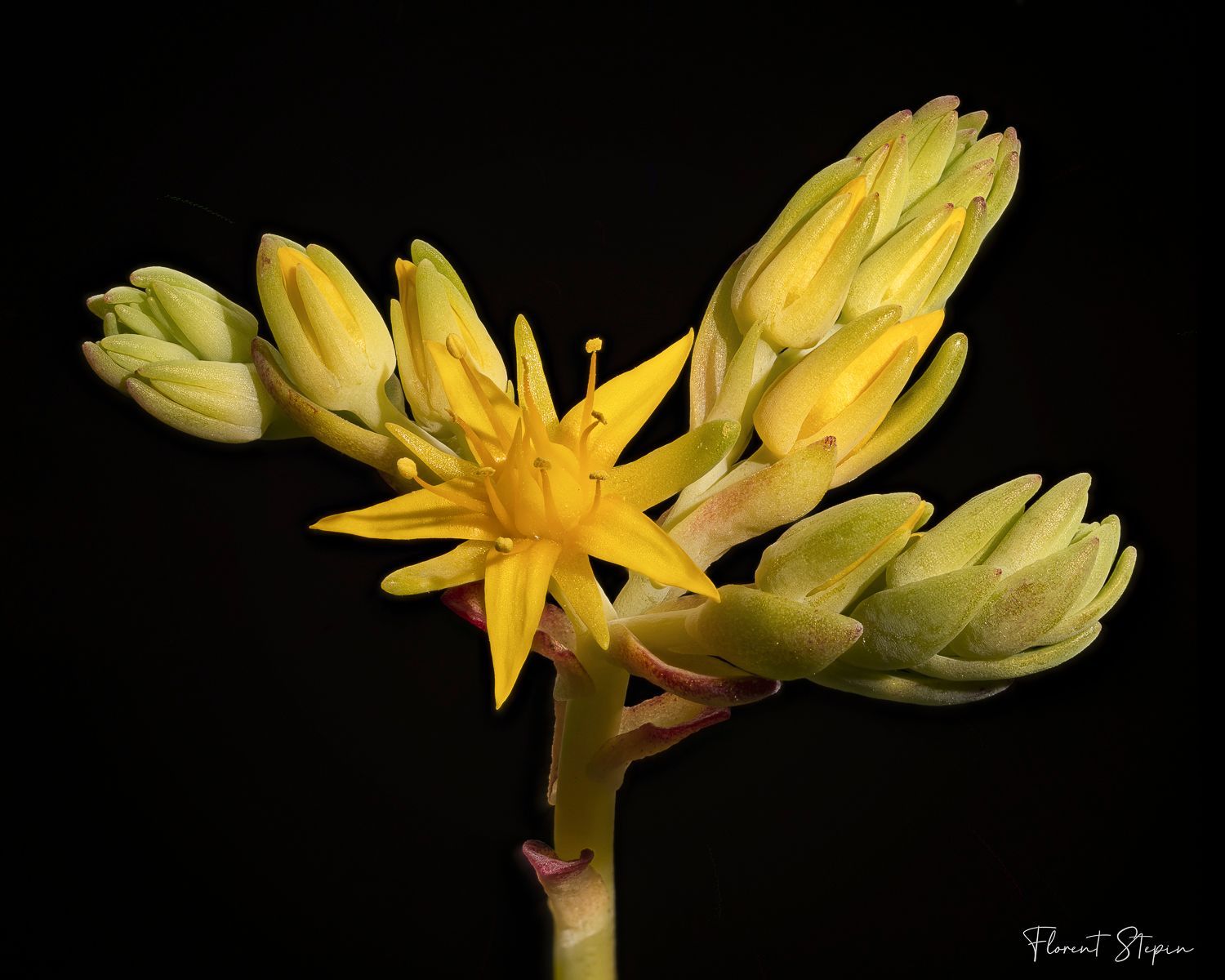Fleur d'orpin rougeâtre,Algarve, Portugal
