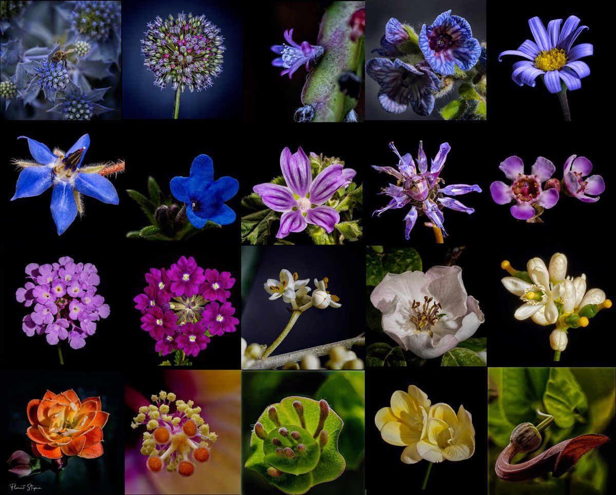 Patchwork de fleurs d'Algarve, Florent Stepin, Algarve, Portugal.
