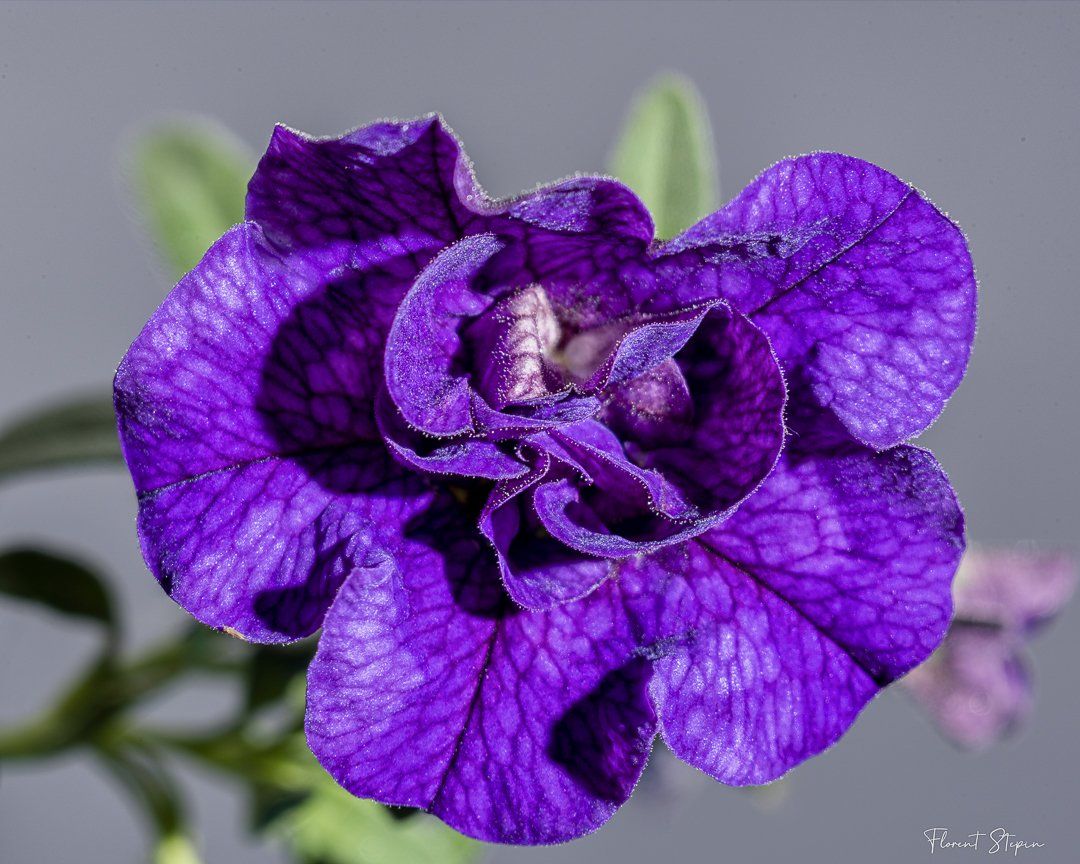 Fleur Petunia violacea, Algarve, Portugal.