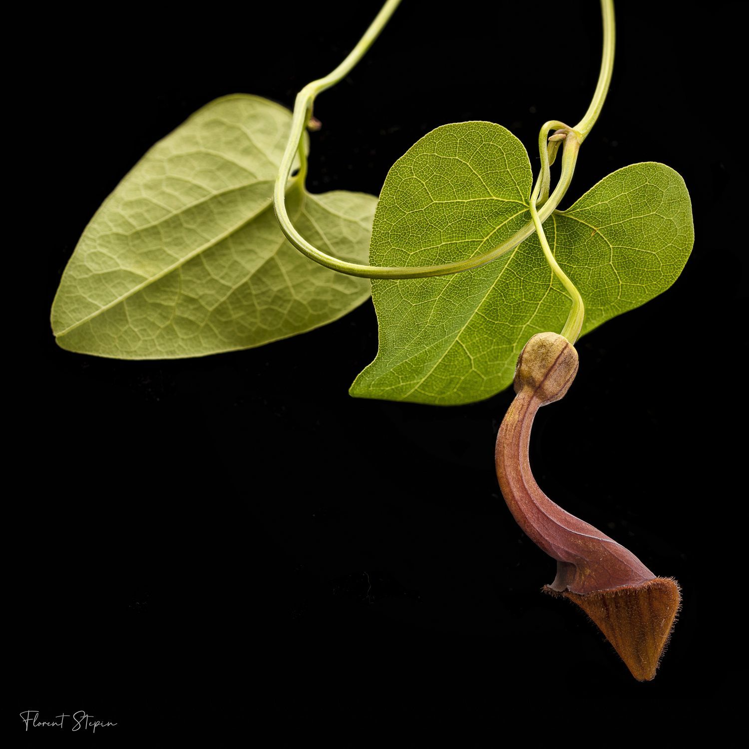 Fleur de Pipe du hollandais andalou,Algarve, Portugal
