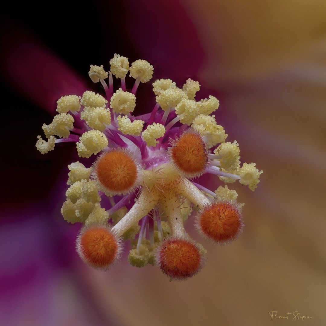 Pistil de fleur d'hibiscus, Algarve, Portugal.