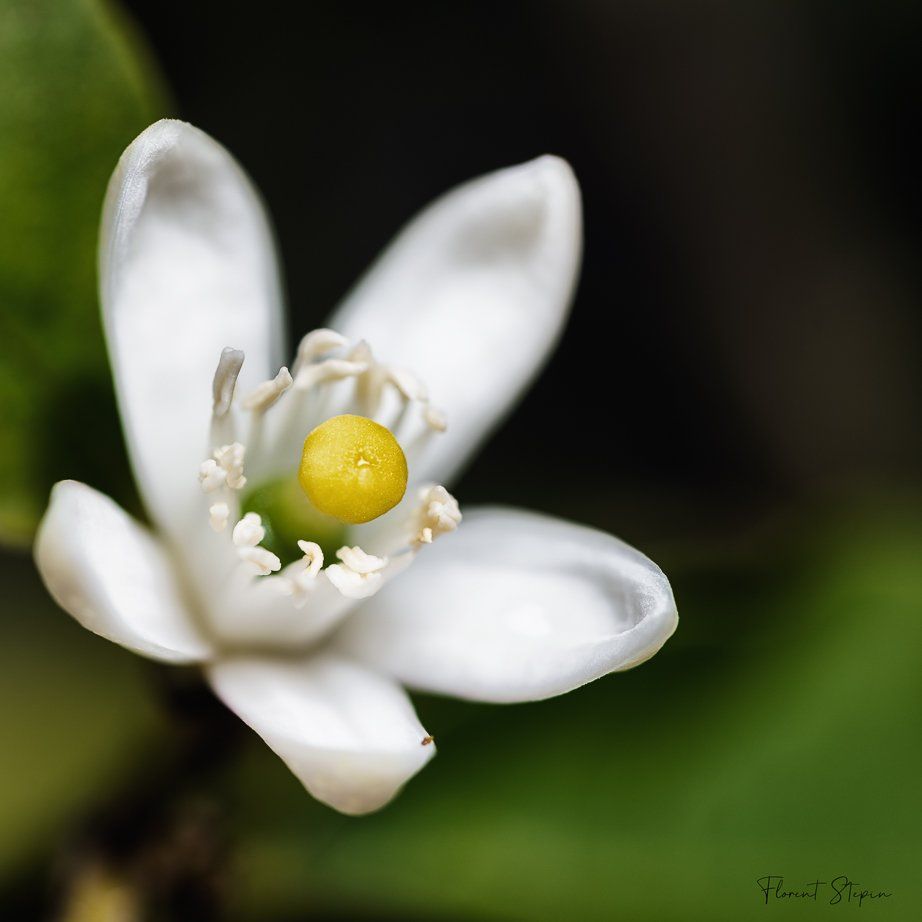 Fleur de citronnier, Algarve, Portugal.