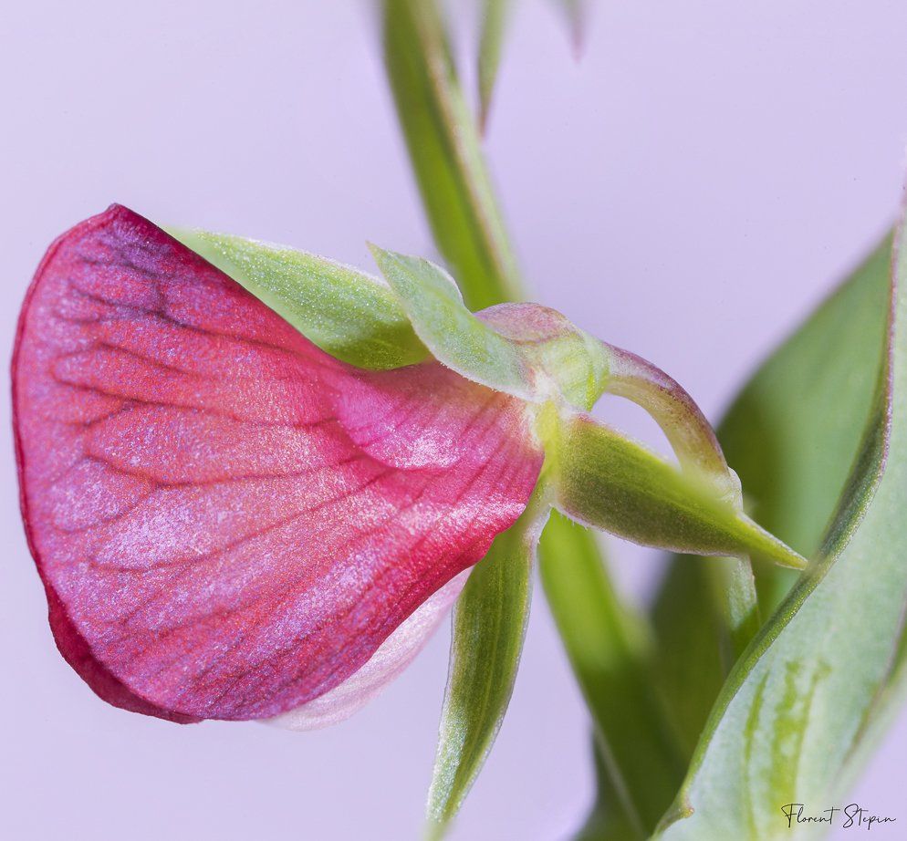 Fleur de pois de senteur, Algarve, Portugal.
