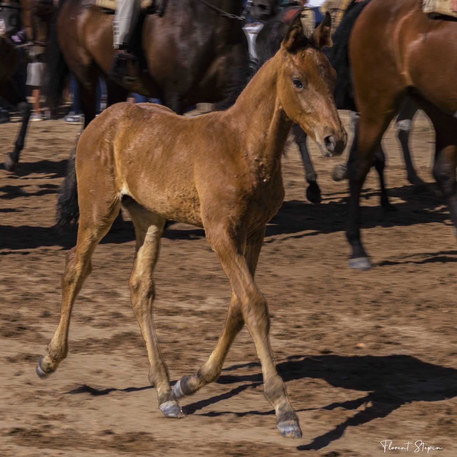 La saca de Las yeguas, El Rocio, Andalousie 2022